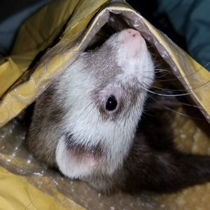 Meet your Posher, Amy